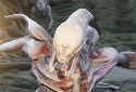 Aliens: Fireteam Elite Pathogen Expansion Launches August 30 - Vimarsana News