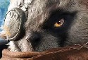 Biomutant Trailers Feature PS5, Xbox Series X and S Gameplay - Vimarsana News