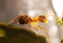 Empire of the Ants Launches in 2024 for Consoles and PC - Vimarsana News