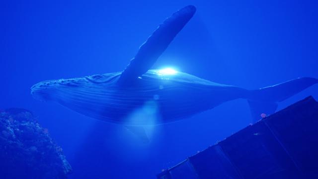 MASSIVE WHALE