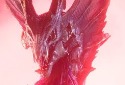 Monster Hunter Digital Event Set for March 15 - Vimarsana News