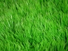 Grass