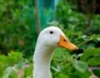 Duckaluck