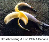 BananaFish