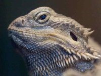 BeardedDragon