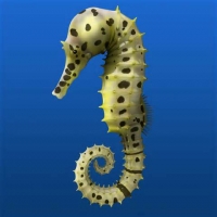 Seahorse