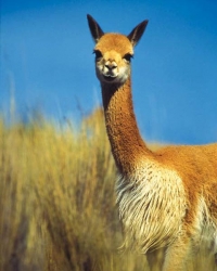 Vicuna