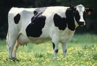 organiccowman