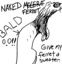 shavenferret