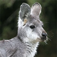 wary-wallaroo